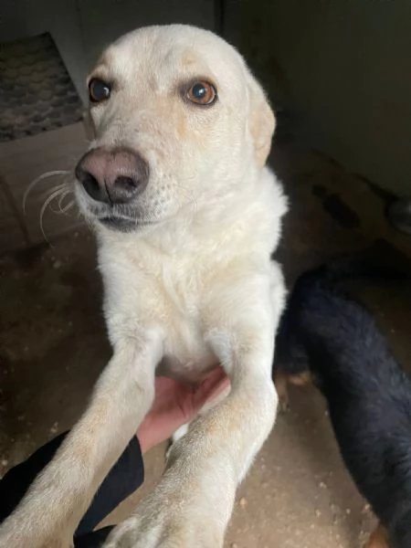 LA DOLCISSIMA SUSY | Foto 0