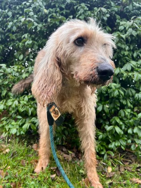 IL DOLCISSIMO JERRY | Foto 4