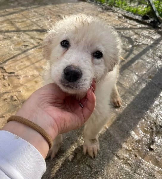 DUE TENERE PECORELLE