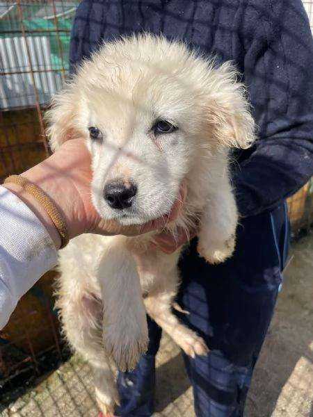 DUE TENERE PECORELLE | Foto 2