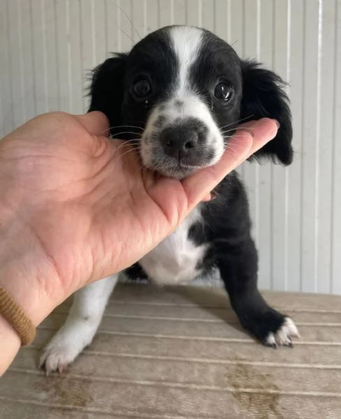 LA PICCOLA ZOE | Foto 4