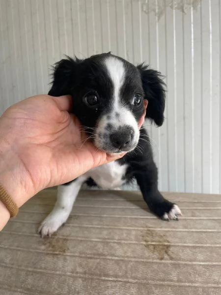 LA PICCOLA ZOE | Foto 2