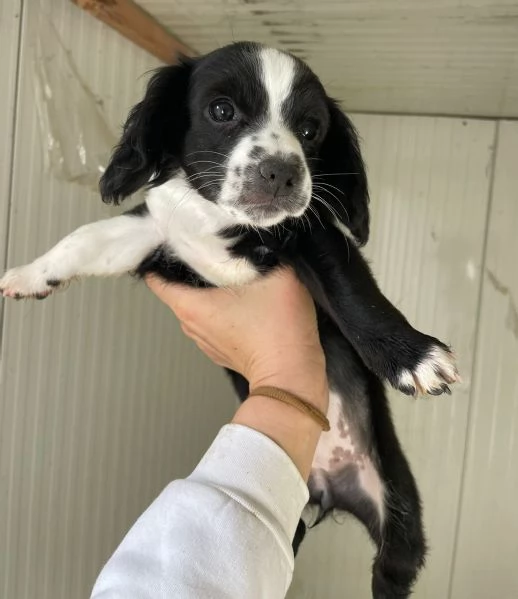 LA PICCOLA ZOE | Foto 1