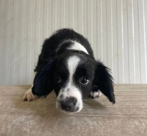 LA PICCOLA ZOE | Foto 0