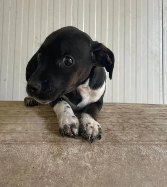 IL PICCOLO LEON | Foto 2