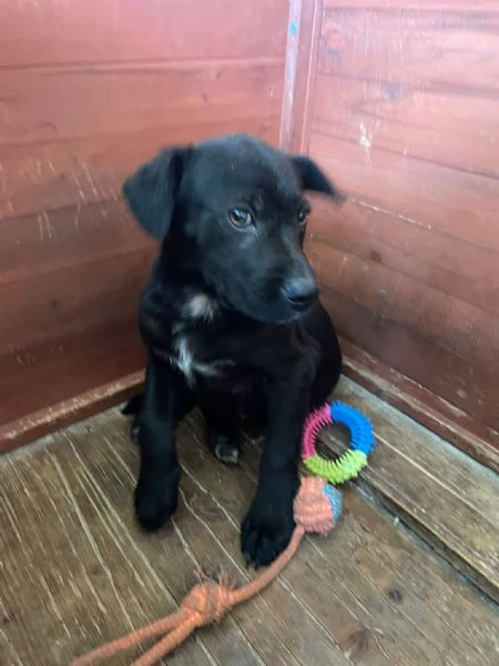 CHI ADOTTA QUESTO DOLCE SIMIL LABRADORINO