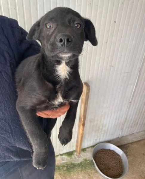 CHI ADOTTA QUESTO DOLCE SIMIL LABRADORINO | Foto 6