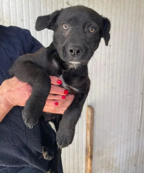 CHI ADOTTA QUESTO DOLCE SIMIL LABRADORINO | Foto 2