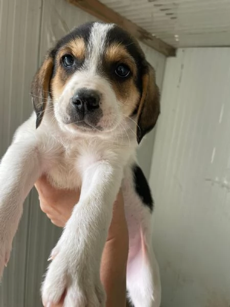 LA TENERA ELETTRA | Foto 1