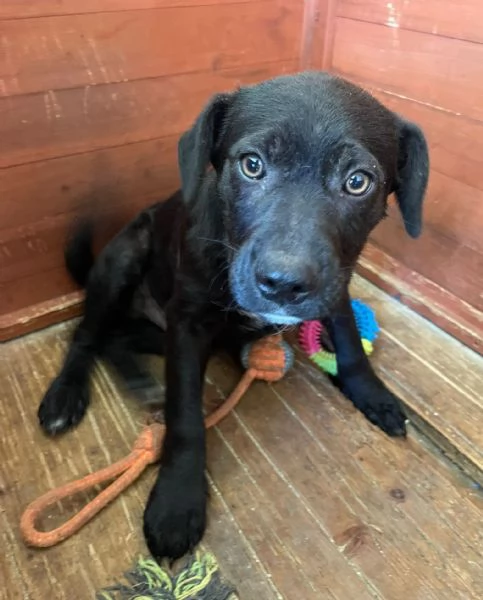 CHI ADOTTA QUESTO DOLCE SIMIL LABRADORINO | Foto 1