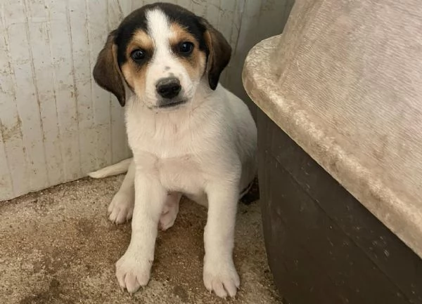 ORIONE DOLCE SEGUGINO