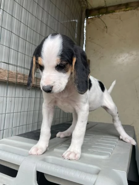 SELENE DOLCE SEGUGINA | Foto 4