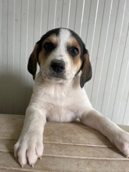 ORIONE DOLCE SEGUGINO | Foto 3