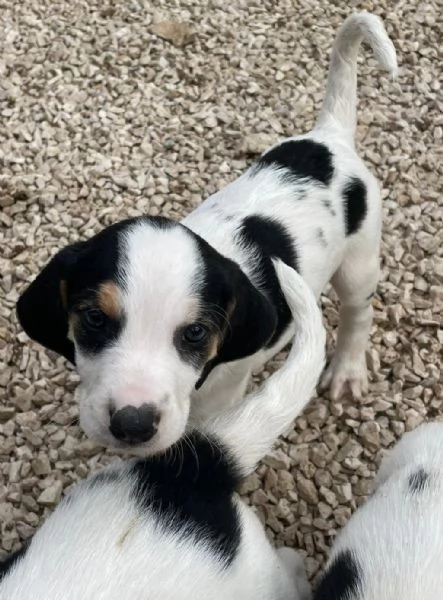 SELENE DOLCE SEGUGINA | Foto 1