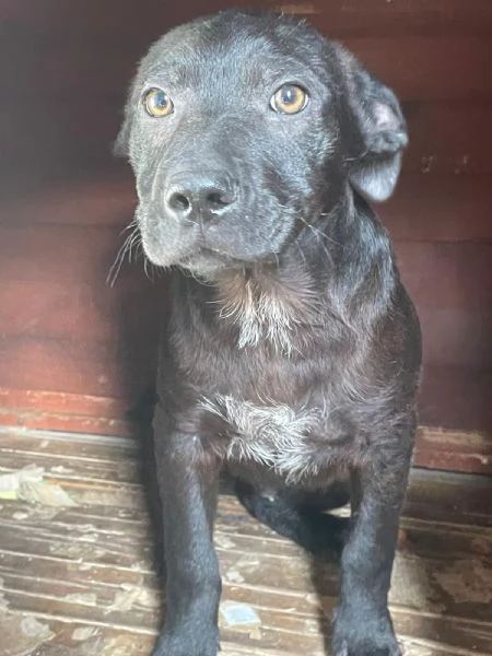 SIMON SIMIL LABRADORINO