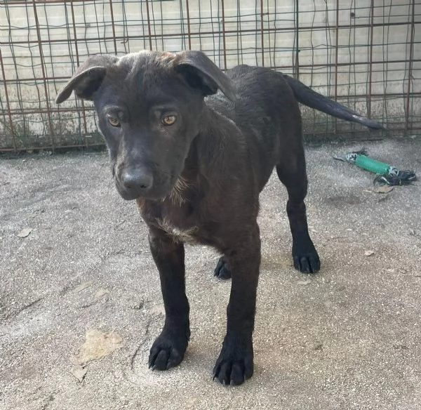 SIMON SIMIL LABRADORINO | Foto 1