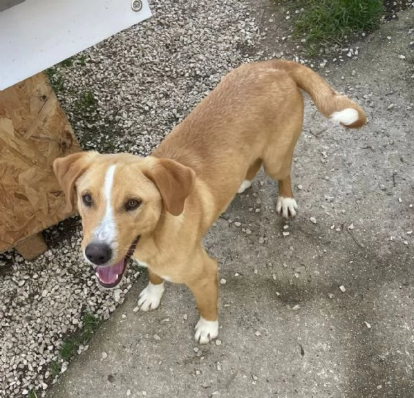 IL TENERO OLIVER | Foto 4