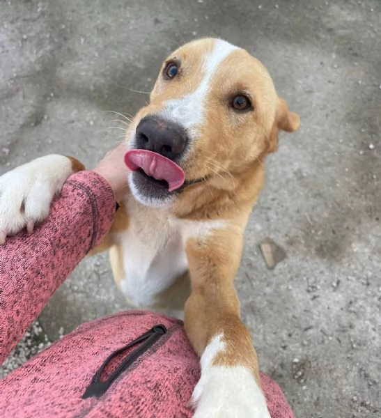 IL TENERO OLIVER | Foto 0