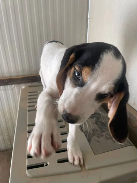 LA DOLCE SELENE ASPETTA TE | Foto 0