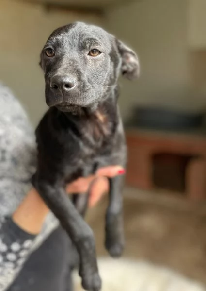 IL PICCOLO THEODORE ASPETTA TE | Foto 2