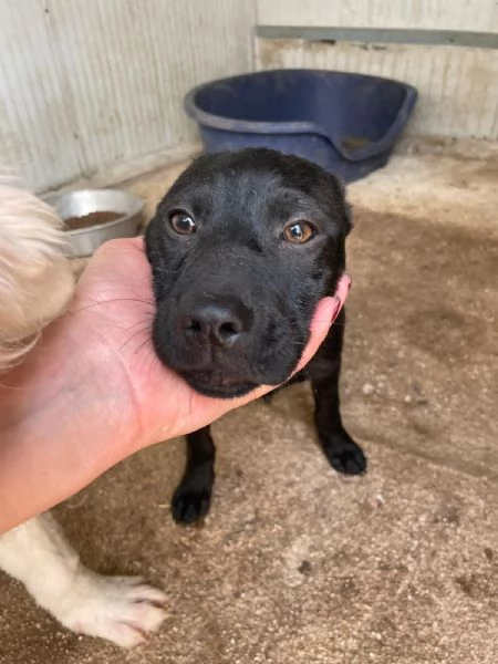 IL PICCOLO SIMON ASPETTA TE