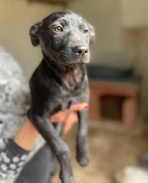 IL PICCOLO THEODORE ASPETTA TE