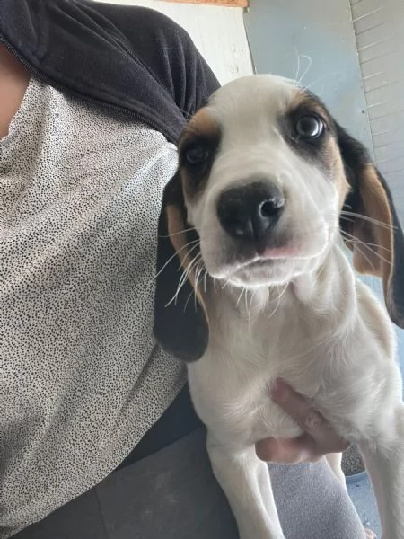 LA DOLCE SELENE ASPETTA TE