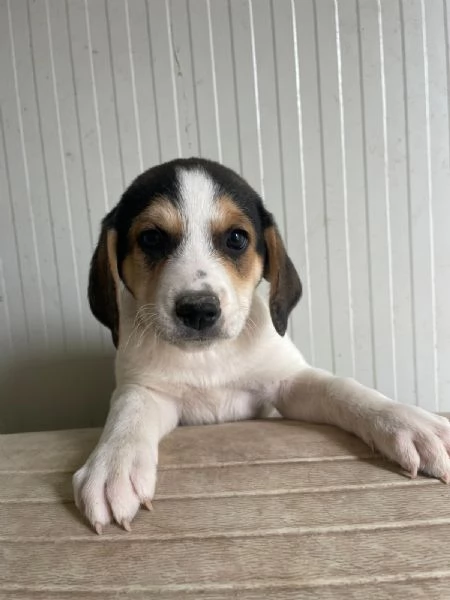 IL PICCOLO ORIONE ASPETTA TE