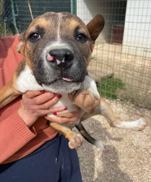 CHOCO MIX MOLOSSINO  | Foto 6