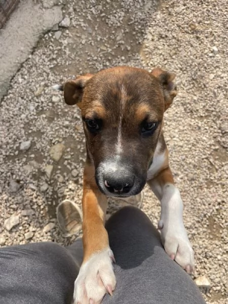 CHOCO MIX MOLOSSINO  | Foto 1