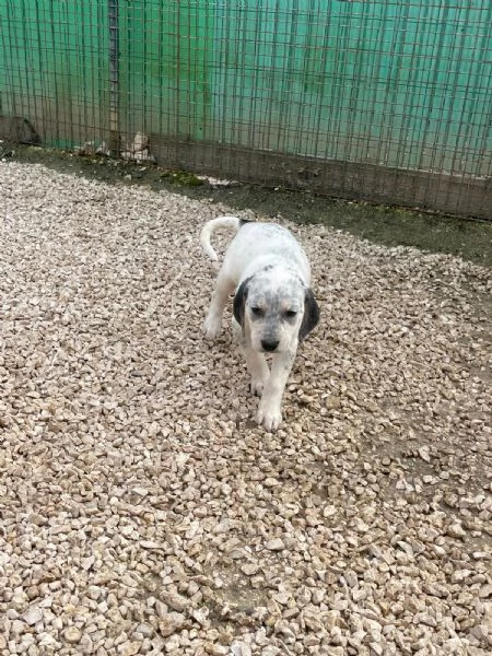 LA SPLENDIDA SIRYA | Foto 4