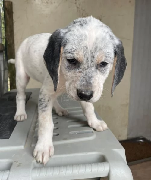 LA SPLENDIDA SIRYA | Foto 1