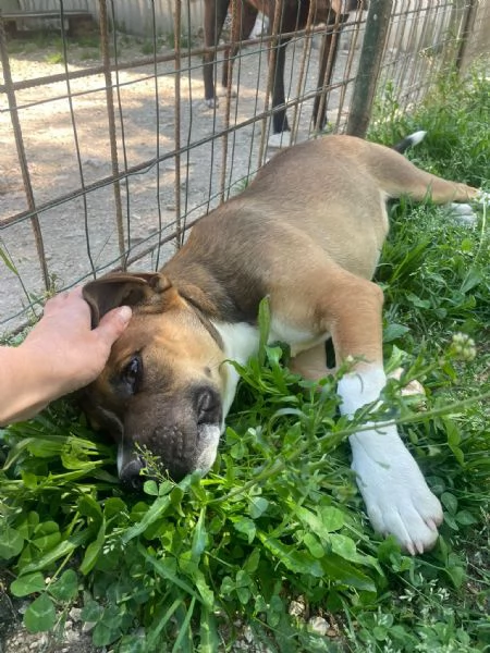 CHOCO DOLCISSIMO PITBULL ASPETTA TE | Foto 4