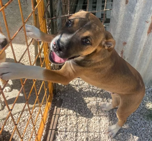 CHOCO DOLCISSIMO PITBULL ASPETTA TE | Foto 1