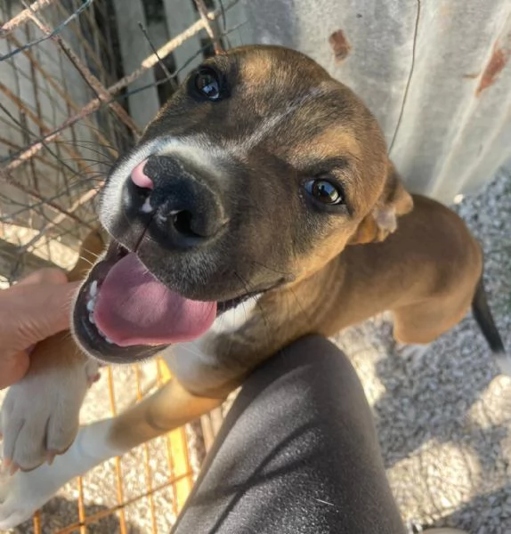 CHOCO DOLCISSIMO PITBULL ASPETTA TE