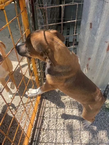 CHOCO DOLCISSIMO PITBULL ASPETTA TE | Foto 0