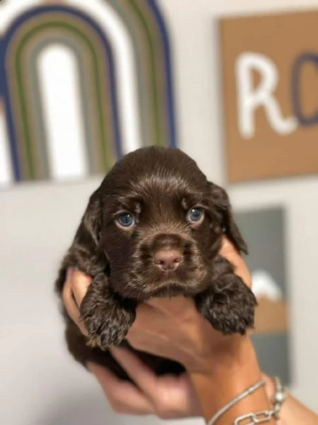 cocker spaniel inglese