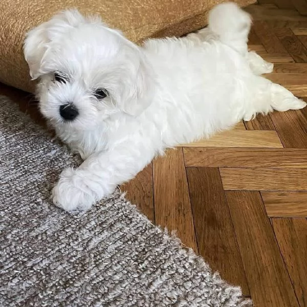 maltese