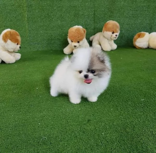 volpino pomeranian 