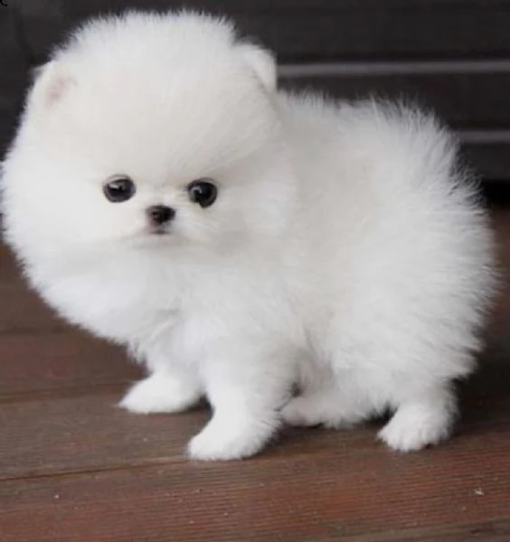 regalo cuccioli di volpino di pomerania pomerania maschi e femmine, vaccinati sverminati e con micro