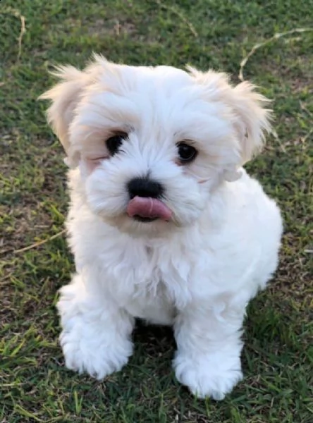 regalo  maltese mini toy