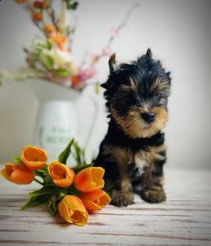 bellissimi cuccioli di yorkshire terrier