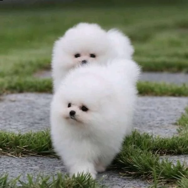 bellissimi cuccioli di pomerania | Foto 1