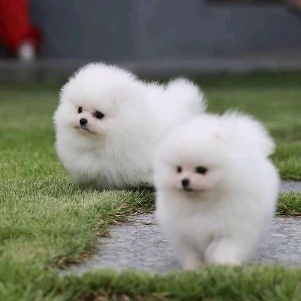 bellissimi cuccioli di pomerania | Foto 0