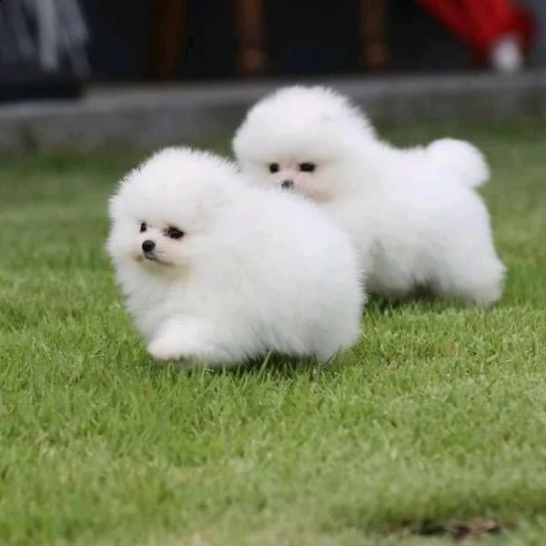 bellissimi cuccioli di pomerania