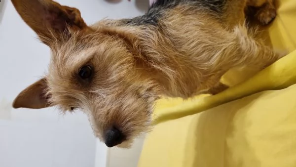 oni jack russel pelo ispido
