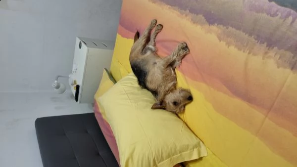oni jack russel pelo ispido | Foto 1
