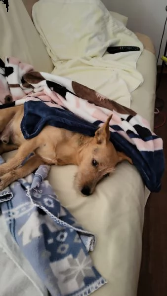 oni jack russel pelo ispido | Foto 0