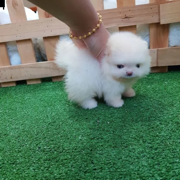 regalo  maltese mini toy | Foto 0