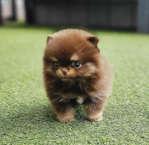 regalo  volpino pomerania mini toyat
